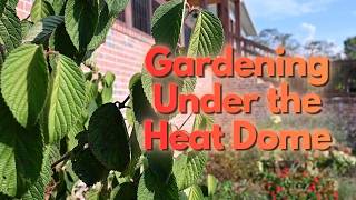 Gardening in a Heat Dome - Plants That Survived