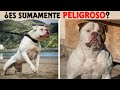 Cosas Que No Sabias De Los Perros American Bulldog (Bulldog Americano)