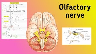 Olfactory Nerve || First Cranial Nerve, Pathway, Clinical Correlations