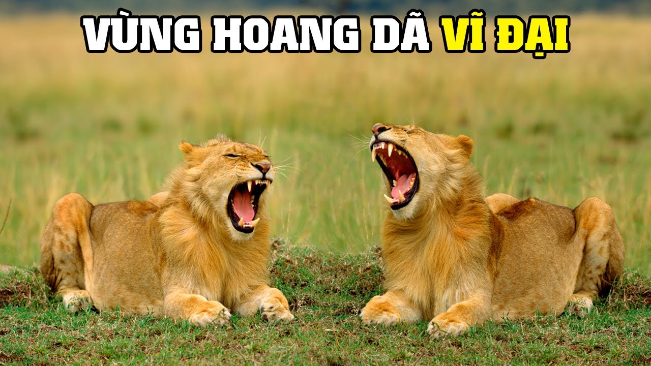 ⁣Góc Nhìn Hoang Dã Savannah | Khám Phá Thế Giới Động Vật Hoang Dã