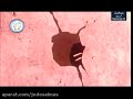 کارتون مورچه و مورچه خوار قسمت صبح بخیر سوسیس 