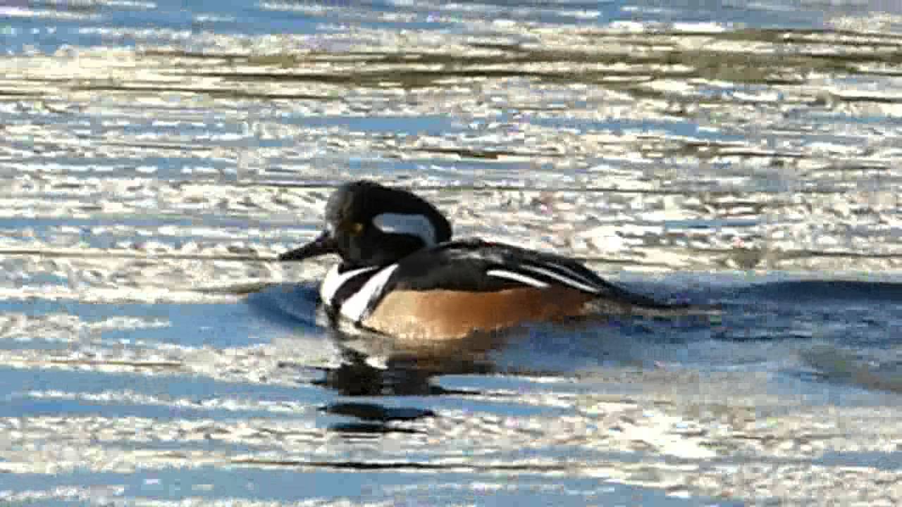 Hooded Merganser at Lees River - New Year's Day 2015 