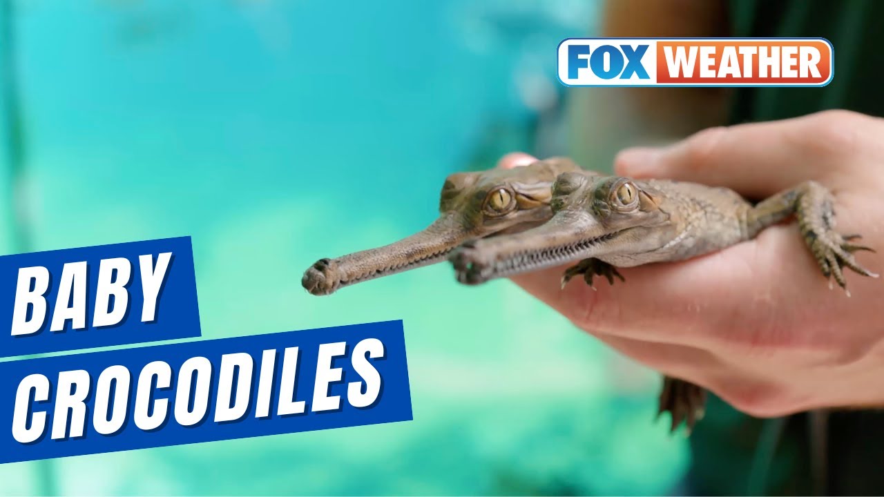 Texas Zoo Welcomes 2 Baby Crocodiles - YouTube