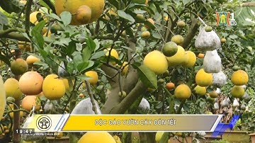 Hà Nội đẹp và chưa đẹp | 27.01.2018 | Độc đáo vườn cây đón Tết tại Thanh Oai