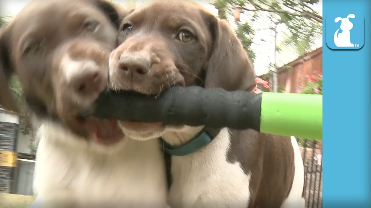 German Shorthair Pointer Puppies Don't Understand Baseball - Puppy Love