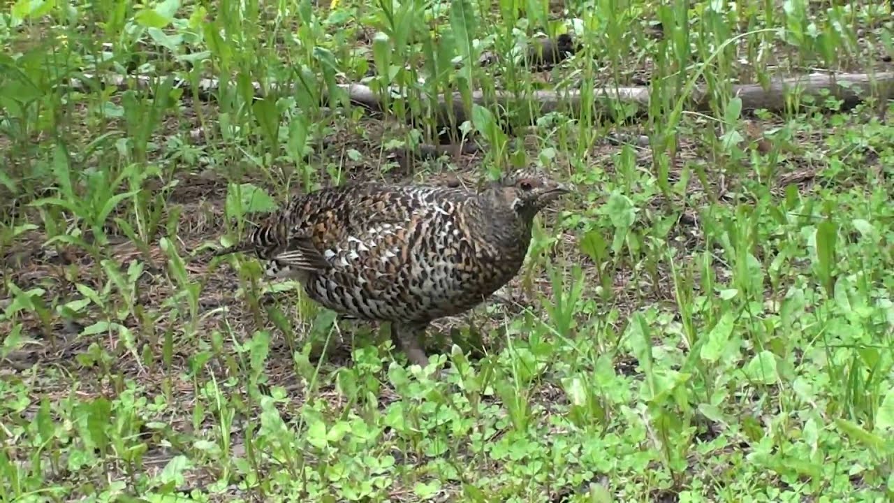 Spruce grouse hen by Khanh Tran (ktbirding.com) 