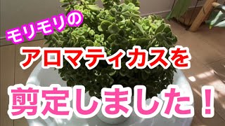 多肉植物 モリモリのアロマティカスを剪定しました Youtube