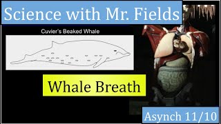 Whale Breath 11/10 Asynchronous School