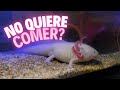 Que hacer si un ajolote no quiere comer? Animal | Tropic