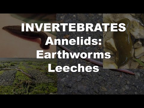 Annelids: Earthworms and Leeches