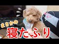 都合が悪くなるとすぐに寝たふりをする犬が可愛くておもしろいw【トイプードル】