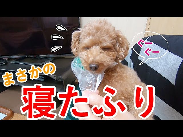 都合が悪くなるとすぐに寝たふりをする犬が可愛くておもしろいw トイプードル Youtube