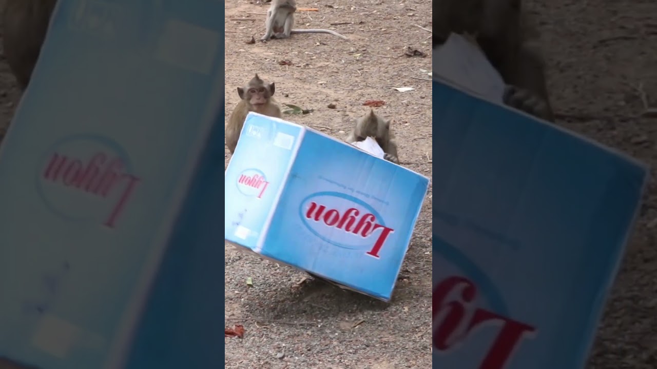 Monkey video  Prank monkey 