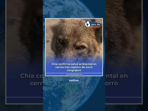 #ATENCION | Chía confirma salud ambiental en cerros tras registro de zorro cangrejero