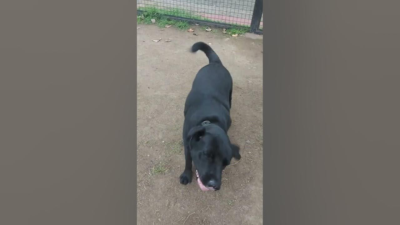 Black Labrador MuyMuy and Aspin Dog Lemon. dog doglover dogfitness 