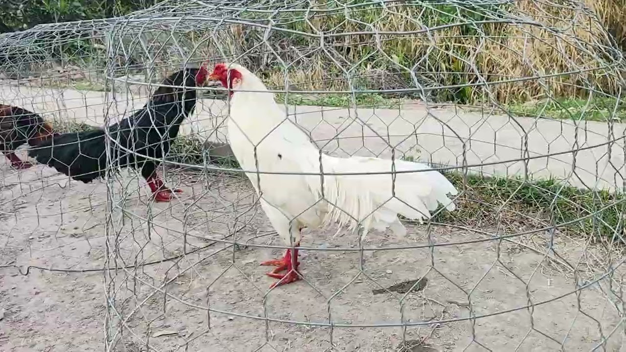 25/2 Ae hợp LH @9.76.73.84.42.top 6 em 🐔