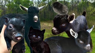 THERE ARE SO MANY BABIES!!! by Elder Moon Farm 244 views 2 months ago 5 minutes, 55 seconds