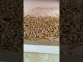 mealworm separating machine worm separator Tenebrio molitor separating sorting machine
