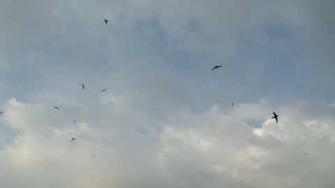 Bird Call Test in Malacca