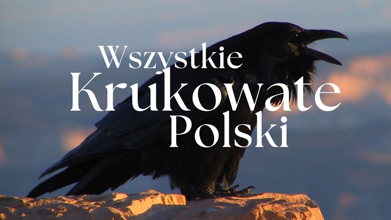 Wszystkie Krukowate Polski - Prezentacja gatunków | Podcast o Zwierzętach nr 14
