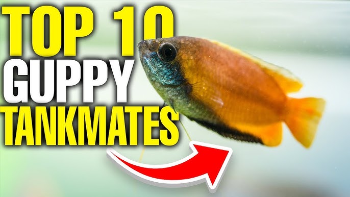 27 Different Types of Molly Fish - AquariumNexus