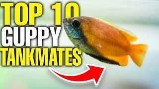 The 10 Best Guppy Tank Mates