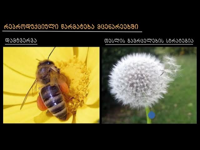 მცენარეების რეპროდუქციული წარმატება