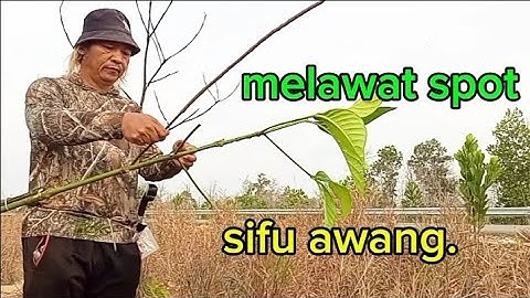 Melawat spot mikat serindit sifu awang tompinai.