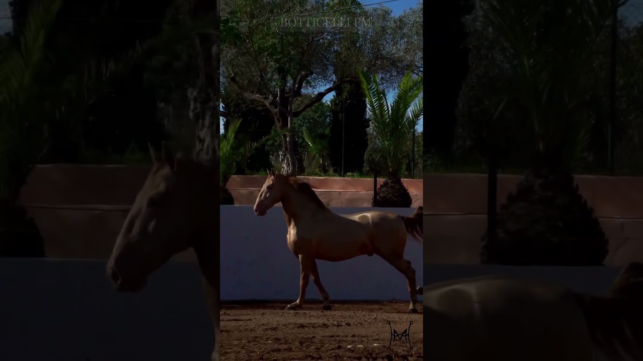 BOTTICELLI PM semental isabelo de Yeguada Paco Marti