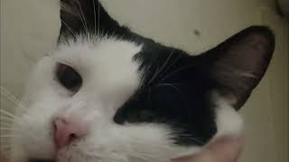 Lilith Lafayette Memorial Tribute