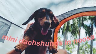 Two Mini Dachshunds go to Noosa | REMI AND MIA by Remi the Mini Dachshund 4,772 views 3 years ago 5 minutes, 26 seconds