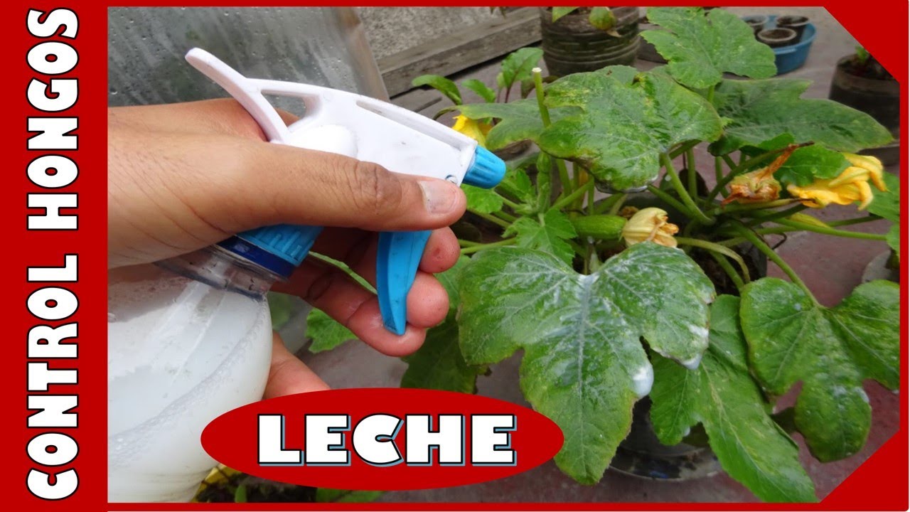 APRENDE A USAR LA LECHE COMO FUNGICIDA PARA LAS PLANTAS "Control de