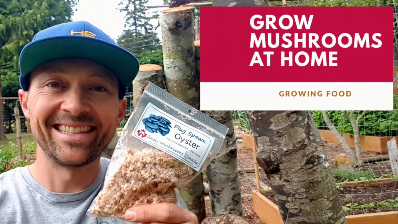 How to grow Oyster Mushrooms on logs YouTube