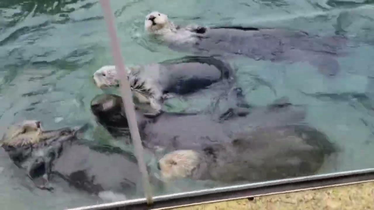 Tazz Talks - Katmai trains the otters until...