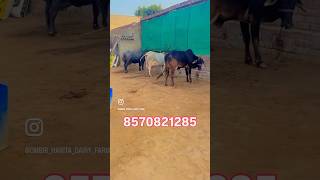 Download Lagu #amnjit #gill #animalfarming #dairyherd #cow #animals #baffalo #murraha #farming #hindisong #bull MP3