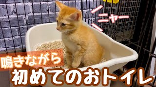 手のりサイズの子猫が初めてトイレをした瞬間