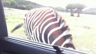 Pushy Zebra Gets Bumped by Car