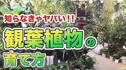 グリーンギャラリーガーデンズ Youtube