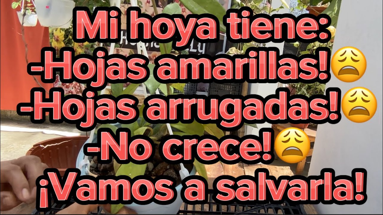 Que le pasa a mi hoya?  😱😩🥺Ya la perdí? 😔Vamos a  recuperarla! 🤗🌸e