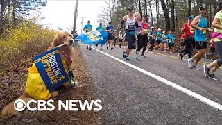 Spencer the therapy dog named official dog of the Boston Marathon