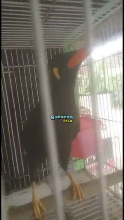 Burung Beo menirukan suara Manusia BERDZIKIR