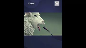 غريبة جدا وفكاهية صوت إنذار بقيادة شاة 