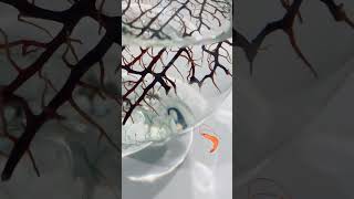 Discover Nature's Wonders in Our Science Class #ecosphere #scienceclass