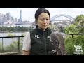 Barking owl keeper talk at taronga zoo sydney