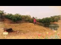 Download Ho Munda Album. Video Songs ||chiming Saging Rema Chulu||hd||720/ Ho Munda Album. Video Songs ||chiming Saging Rema Chulu||hd||720/