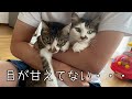 甘える気分じゃなくてもパパの相手をしてあげる猫兄弟