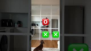 I need a rematch asap 😡😡😡 #tictactoe #vs #dachshund #doglove #sausagedog