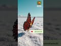 VOCÊ SABIA? O Segredo REVELADO da Monarca 🦋😱 #curiosidades #animals #bizarro