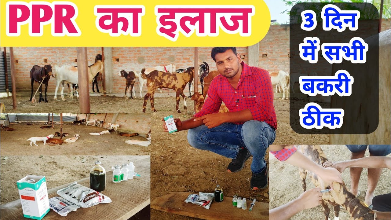ppr-goat-ppr-treatment-ppr-bimari-ka-ilaaj-youtube