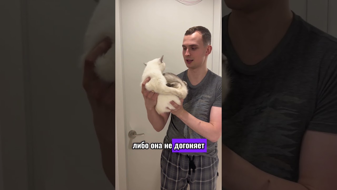 Проверка котов на интеллект @Zubarefffchina #кот #коты #zubarefff #проверка #тест #смешно #юмор